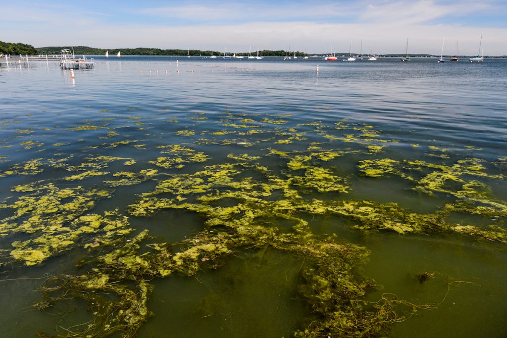 algae blooms