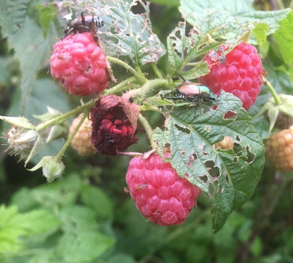 bug on raspberry plants