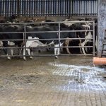Cows on a farm with dumped milk