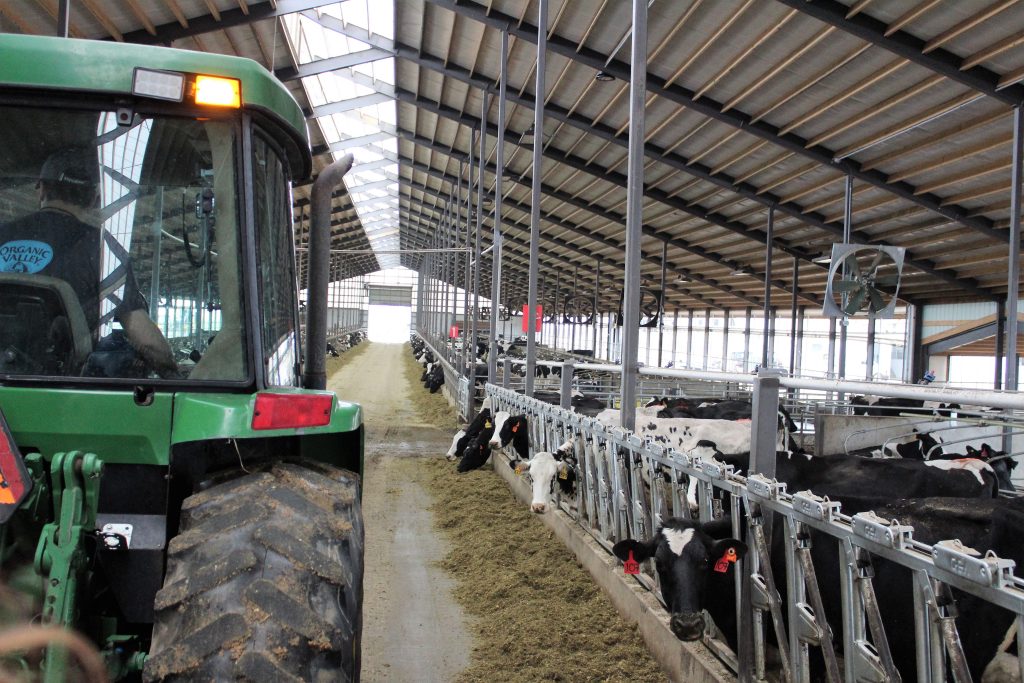 Cows at Tranel Family Farms sport orange fitbit-like devices in their ears to monitor health.