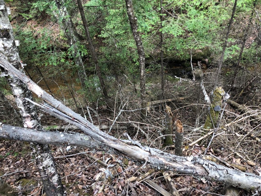 Woods and trees