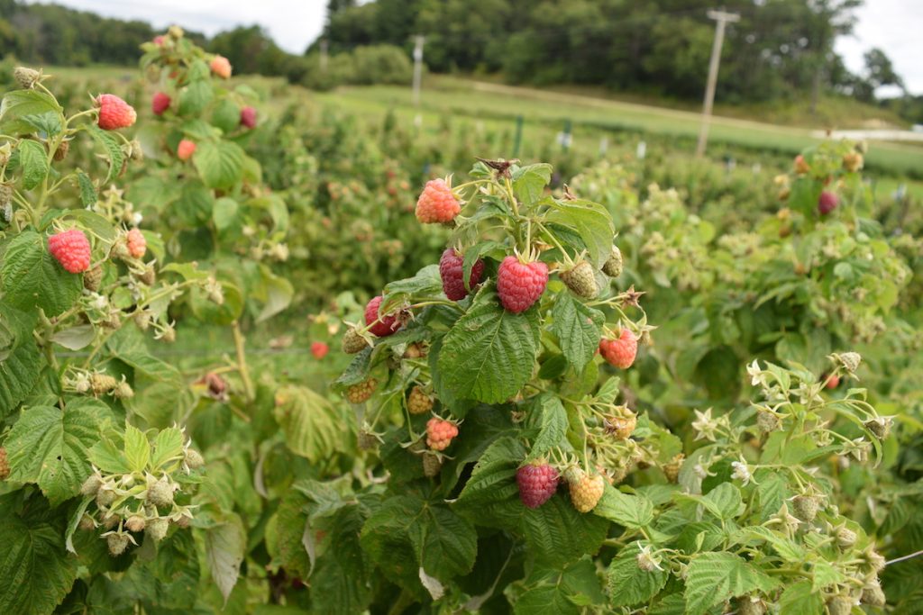 raspberry plants