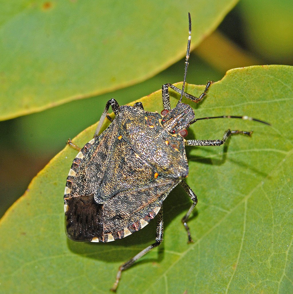 Stink bug